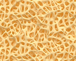 Microscopic image of bone