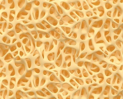 Microscopic image of bone