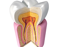 A diagram of the inside of a tooth.
